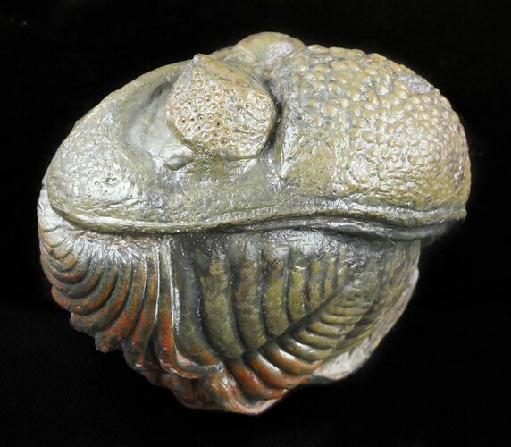 Large, Perfectly Enrolled Pedinopariops Trilobite - wide! #47352
